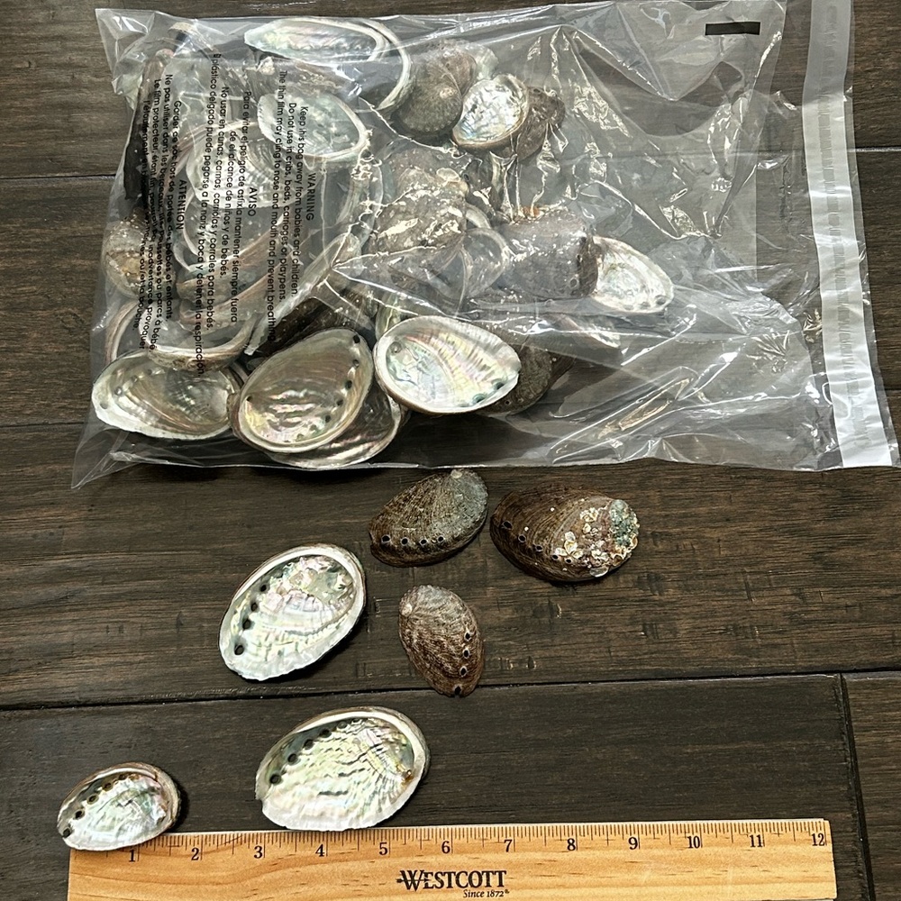 Natural Abalone Shells Collection